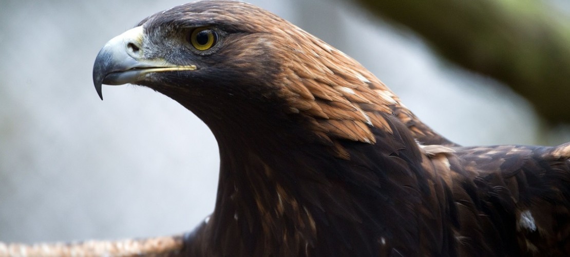 Den Adler findest du auch auf vielen Wappen. Der Vogel steht für Macht. (Foto: dpa)