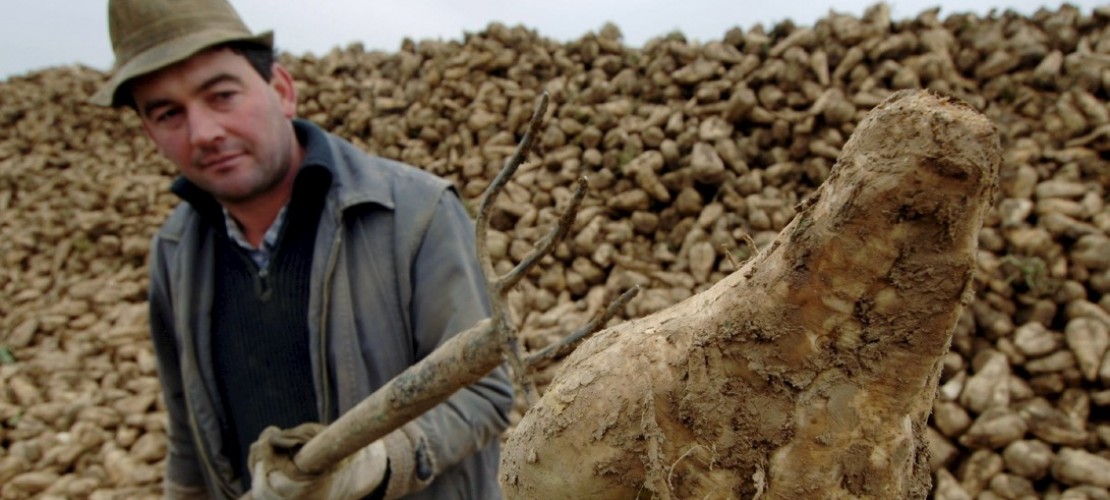 Ein Bauer erntet Zuckerrüben. (Foto: dpa)