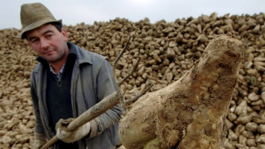 Ein Bauer erntet Zuckerrüben. (Foto: dpa)