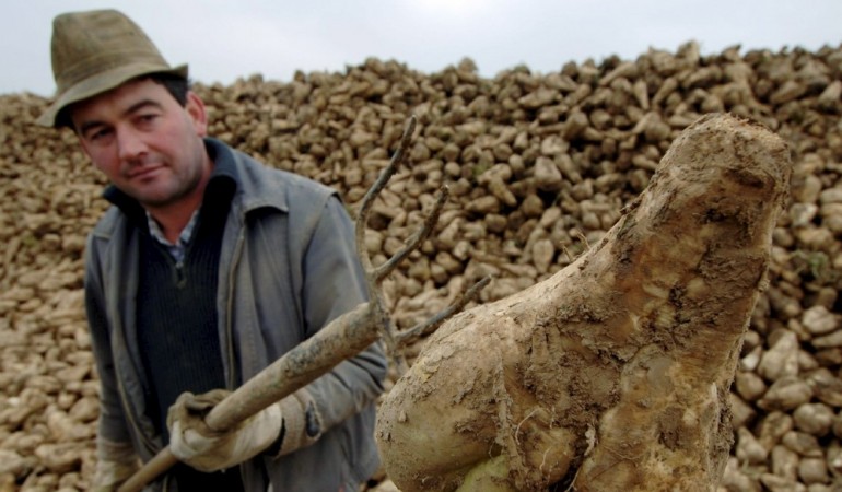 Ein Bauer erntet Zuckerrüben. (Foto: dpa)