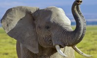 Typisch für Elefanten ist natürlich ihr langer Rüssel. Mit dem können sie Essen greifen und in ihr Maul schieben. (Foto: dpa)