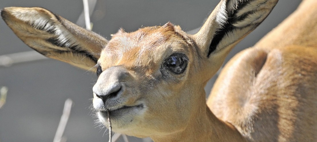 Am besten schmecken der Gazelle Gräser, Blätter und Kräuter. (Foto: dpa)