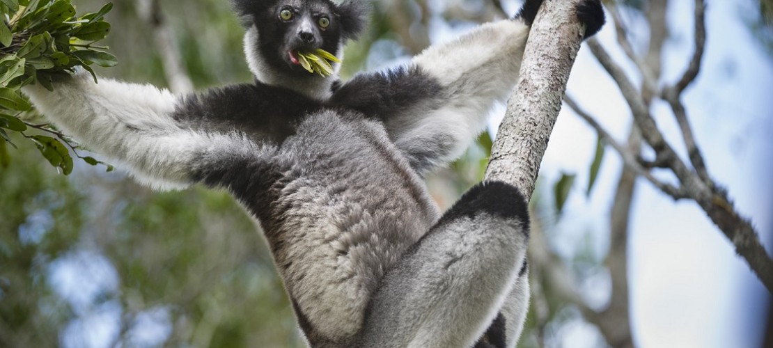 Indris sind die größte Art der Lemuren. Sie leben nur auf Madagaskar. (Foto: dpa)