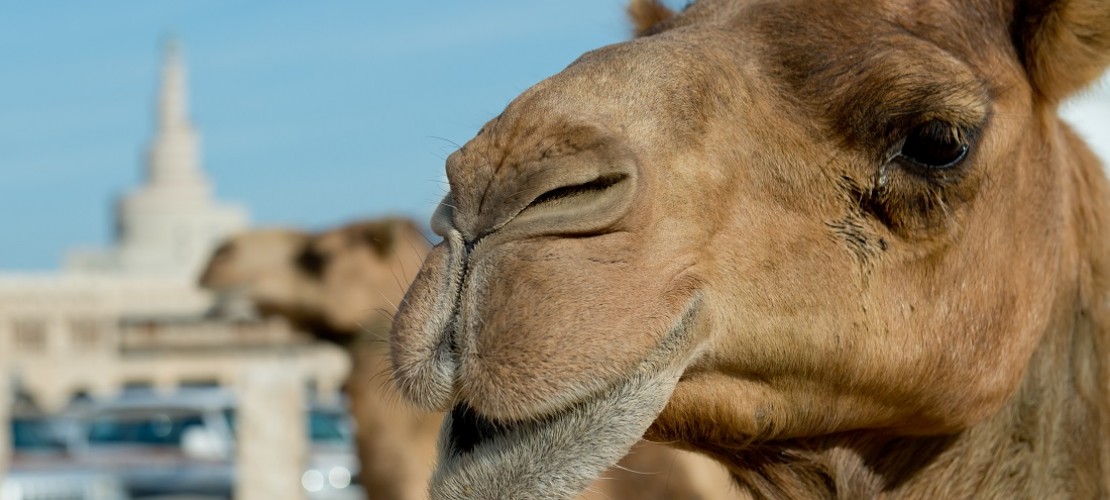 Kamel