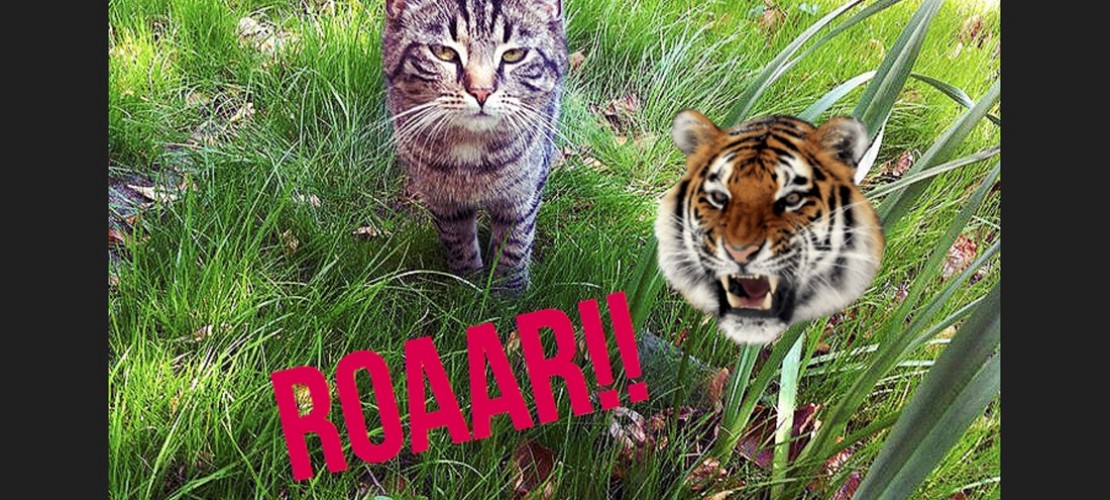 Die Katze „Peach“ des Autors. Das Foto wurde mit der App „Camly“ bearbeitet. (Foto: Haubner)