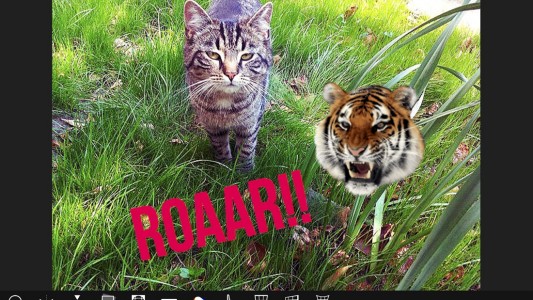 Die Katze „Peach“ des Autors. Das Foto wurde mit der App „Camly“ bearbeitet. (Foto: Haubner)