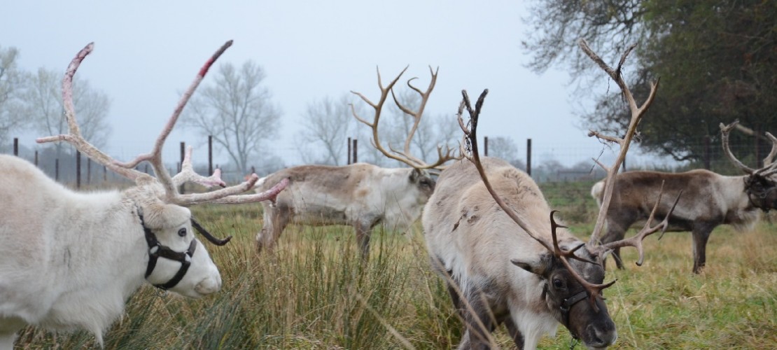 Rentiere fressen vor allem Gräser und Moos. (Foto: dpa)