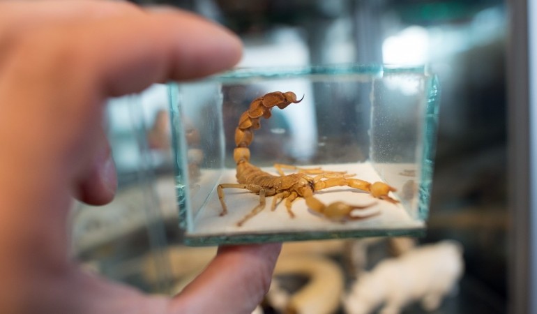 Wie fangen Skorpione Beute?