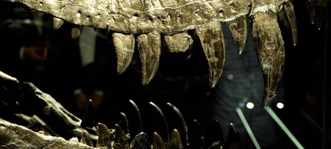So wird ein Dino-Skelett aufgebaut