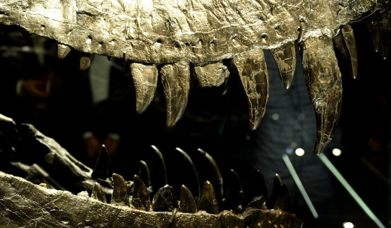 So wird ein Dino-Skelett aufgebaut