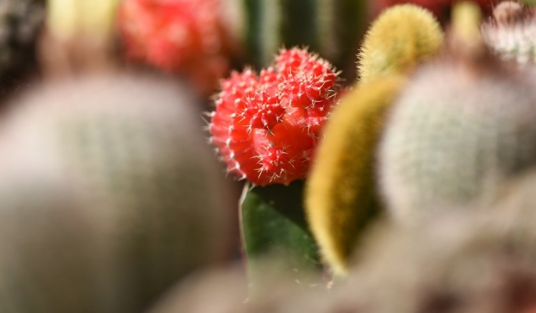 Wie überleben Kakteen in der Wüste?