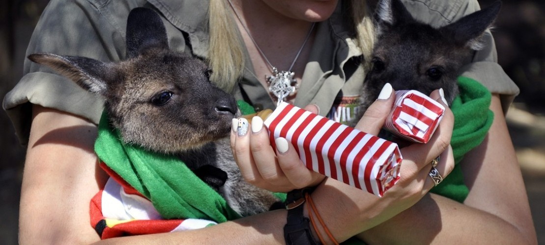 Weihnachten mit Kängurus