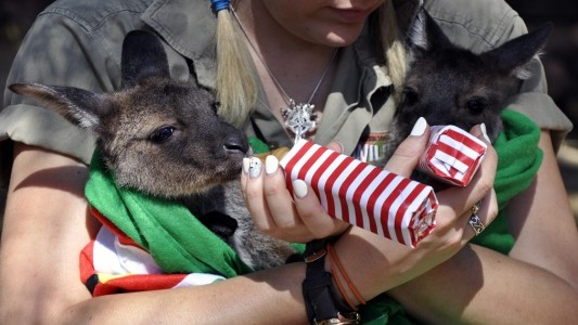 Weihnachten mit Kängurus