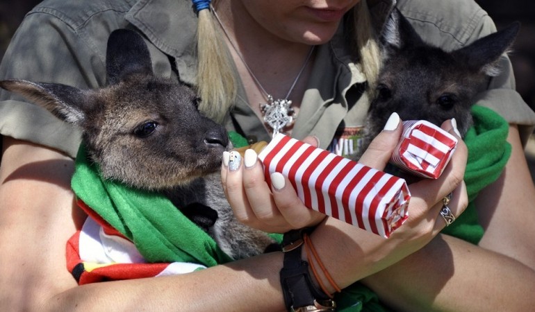 Weihnachten mit Kängurus