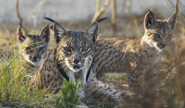 Tausende Tierarten bedroht