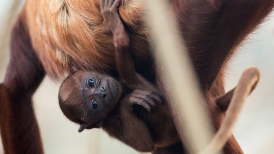 Nachwuchs im Kölner Zoo: Feliza ist da!