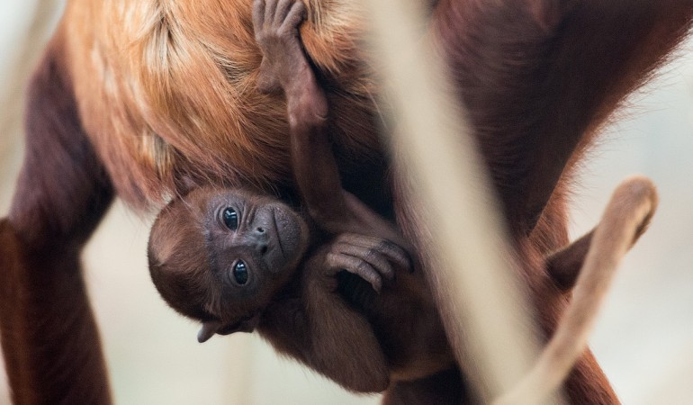 Nachwuchs im Kölner Zoo: Feliza ist da!