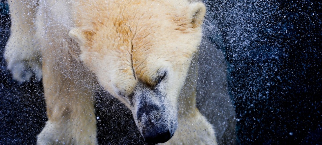 Welche Farbe hat das Fell von Eisbären?