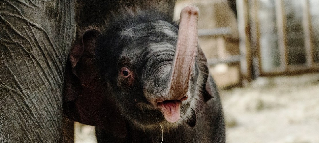Baby-Elefant ist doch ein Junge