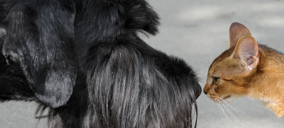 Katze oder Hund – wer passt?