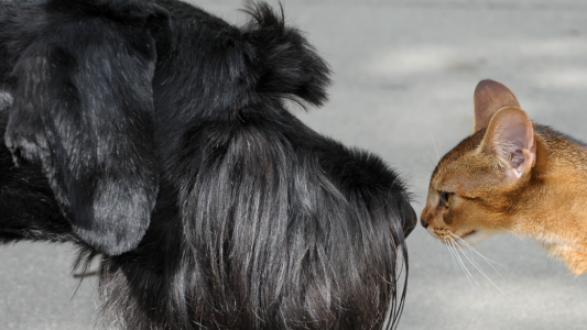 Katze oder Hund – wer passt?