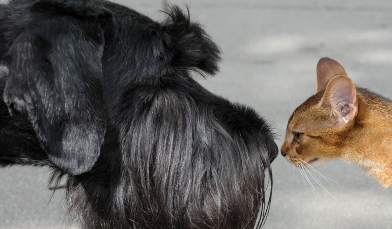 Katze oder Hund – wer passt?