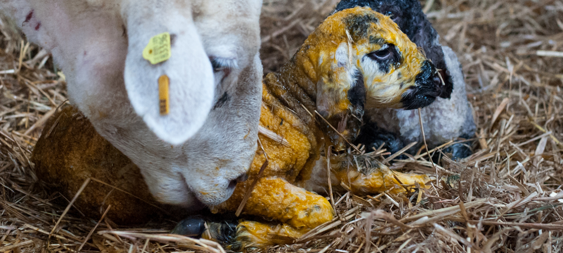 Warum schlecken Schafe ihre Babys ab?