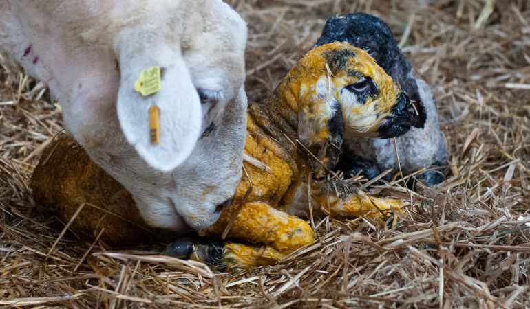 Warum schlecken Schafe ihre Babys ab?