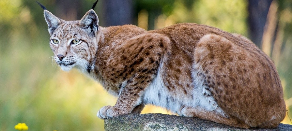 Luchs