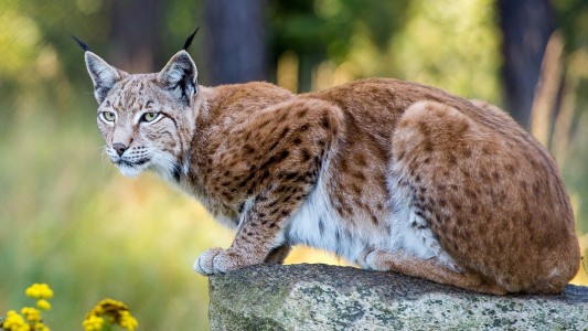 Luchs