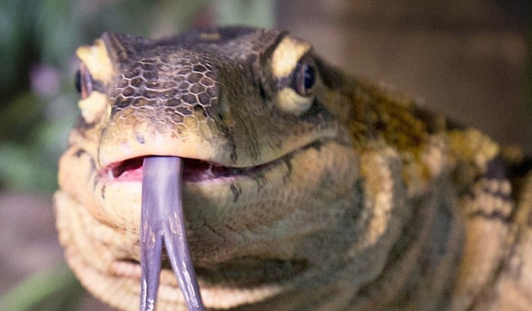 Warane riechen mit der Zunge