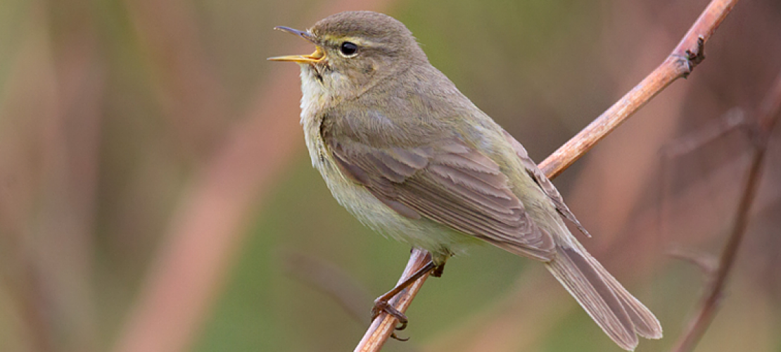 Zwischenstopp für Zugvögel