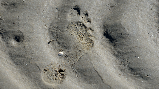 Was ist ein ökologischer Fußabdruck?