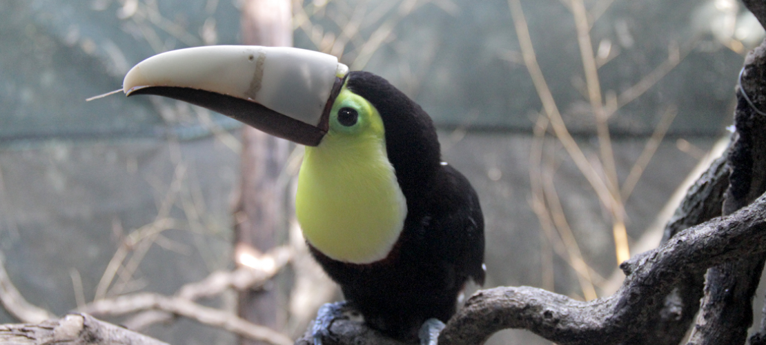 Tukan Grecia hat neuen Schnabel