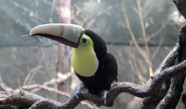 Tukan Grecia hat neuen Schnabel