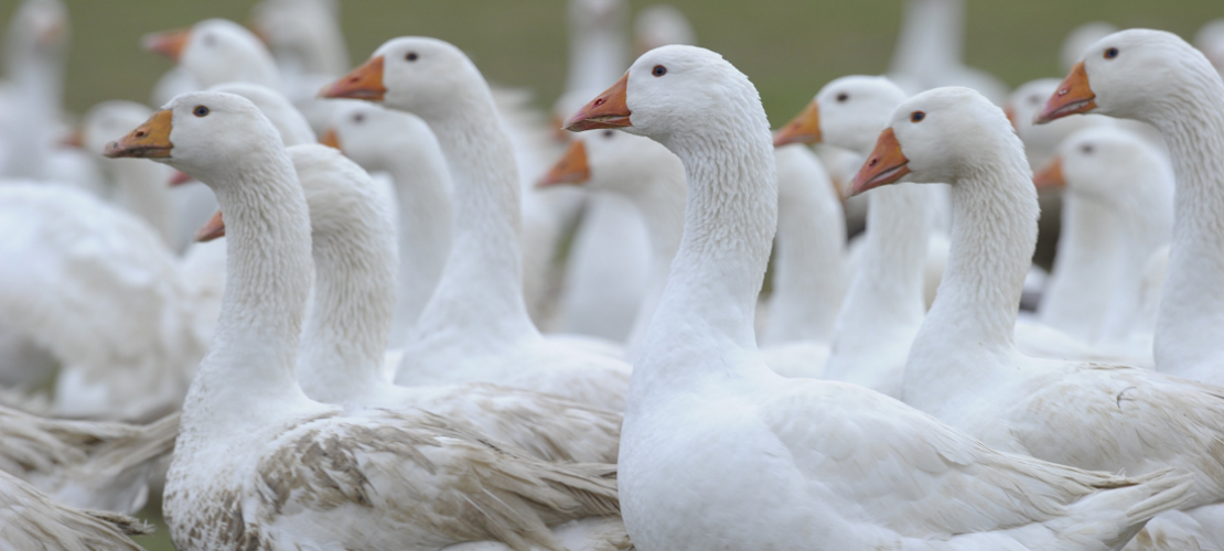 Warum kriegen wir Gänsehaut?