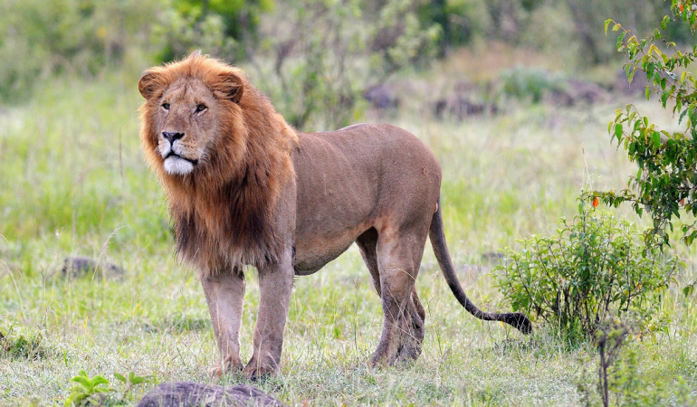 Löwen in der Nachbarschaft