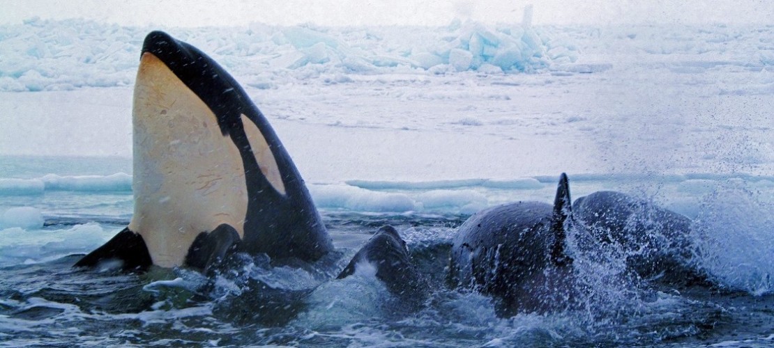 Orcas: Könige der Meere