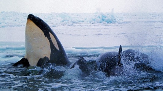 Orcas: Könige der Meere