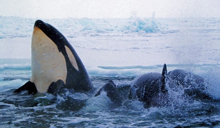 Orcas: Könige der Meere