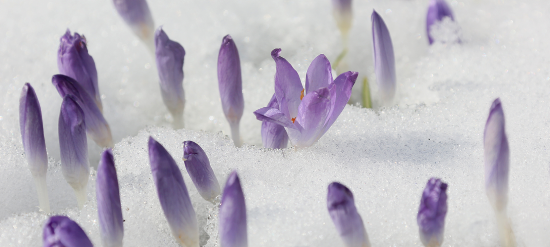 Was machen Pflanzen im Winter?