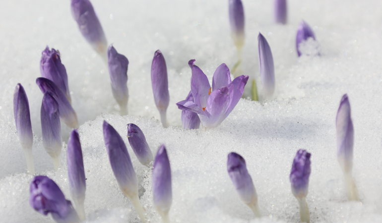 Was machen Pflanzen im Winter?