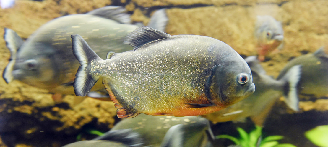 Piranha
