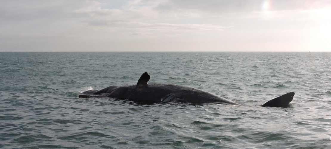 Pottwale verirrt in der Nordsee
