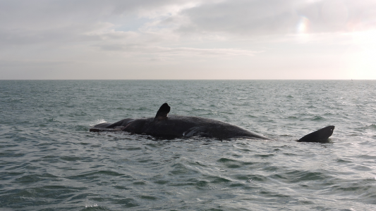 Pottwale verirrt in der Nordsee