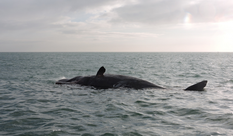 Pottwale verirrt in der Nordsee