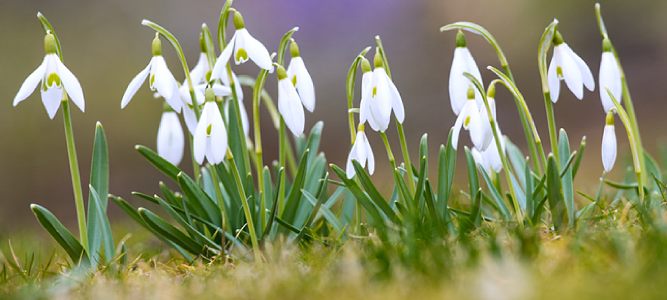 Diese Pflanzen blhen im Winter | Duda.news