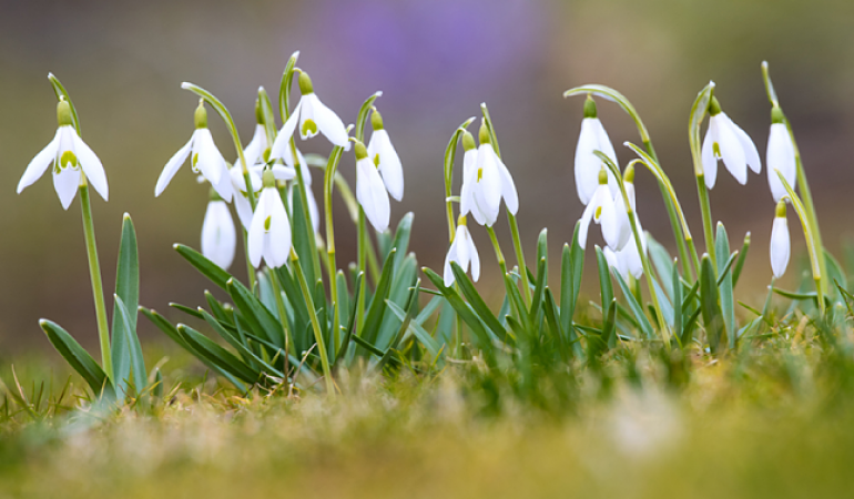 Diese Pflanzen blühen im Winter