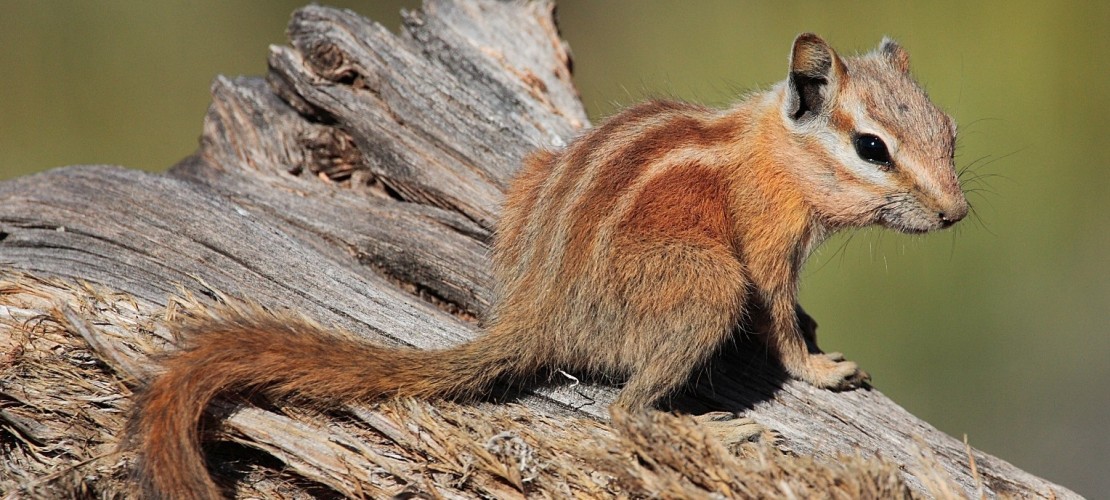 Streifenhörnchen