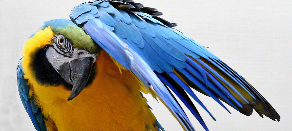 Großes Vogelzählen im Zoo